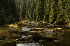 2015-pazdziernik-jesienne-malowanie-13