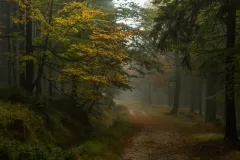 2015-pazdziernik-jesienne-malowanie-23