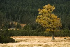 2015-pazdziernik-jesienne-malowanie-29