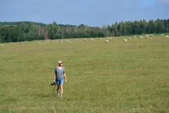 2016-sierien-czeski-film-1