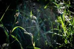 2016-sierpien-lazy-21