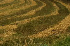 2016-sierpien-lazy-25