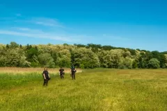 2018-maj-rogalinskie-deby-11