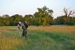 2018-maj-rogalinskie-deby-6