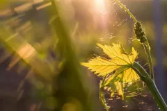 32313174_2087791208105572_7703915270133252096_n