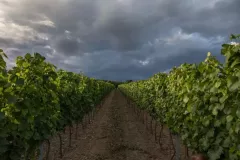 Iwona-Piatkowiak-Ingrid