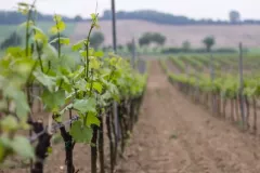 Warzocha-Ingrid-05-17