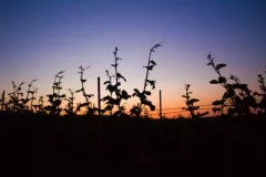 Warzocha-Ingrid-05-20