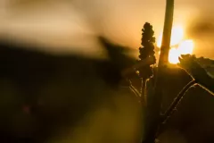 Warzocha-Ingrid-05-22