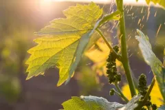 Warzocha-Ingrid-05-23