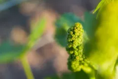 Warzocha-Ingrid-05-27