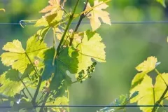 05_JULIA_Dempska-5zmn