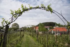 Winnica-Julia-02-05-2018-18-z-31