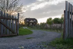 PROJEKT - HISTORIA PEWNEJ WINOROŚLI - MIŁOSZ