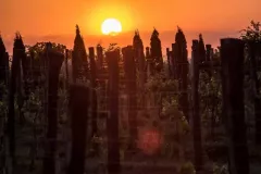 Lidia-Wierzbicka-Mozow