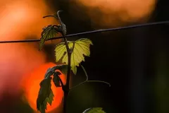 WINNICA-MOZOW-KRZYS-zmn