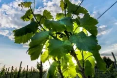 WINNICA-MOZOW-KRZYSZTOF-5