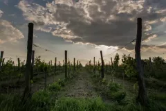 WINNICA-MOZOW-KRZYSZTOF-6