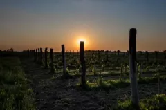 WINNICA-MOZOW-KRZYSZTOF-8