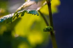 Winnica-Mozow-maj-wiosna-fot.Lidia-Wierzbicka-11