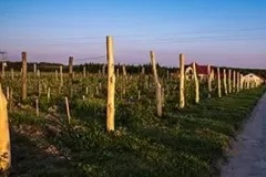 Winnica-Mozow-maj-wiosna-fot.Lidia-Wierzbicka-13