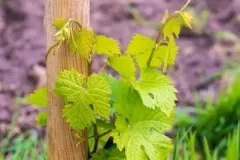 Winnica-Mozow-maj-wiosna-fot.Lidia-Wierzbicka-5