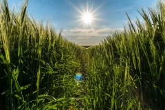 Krzysztof Modrzejewski