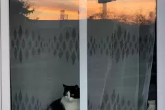 Katarzyna Żółkiewska