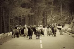 Krasowska-Cieślak Osana