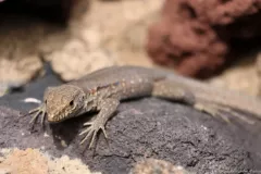 Krasowska-Cieślak Osana