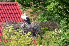 Magdalena Kowalik-Siegieda