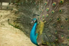 Michalkiewicz Weronika