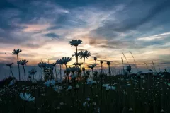 Modrzejewski Krzysztof