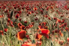 Modrzejewski Krzysztof