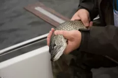 fot-Malgorzata-Chomont-39