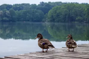 PROJEKT - JEZIORA LUBUSKIE 2018