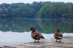 JEZIORA-LUBUSKIE-2018-3