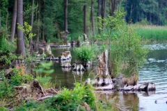 JEZIORA-LUBUSKIE-2018-38