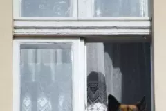 street-photo-walk-2018-1