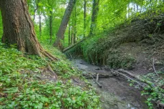 Wojciech Zieleniewski