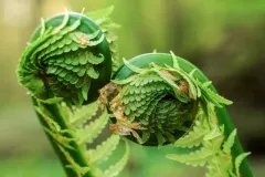 Wojciech Zieleniewski