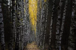 ZDJĘCIE MIESIĄCA 2018 - LISTOPAD