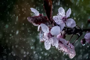 ZDJĘCIE MIESIĄCA 2019 - KWIECIEŃ