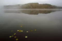 Zieleniewski Wojciech