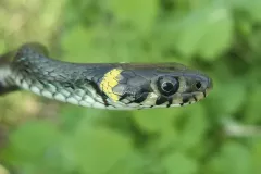 Zieleniewski Wojciech