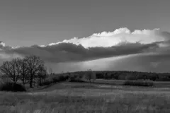 Zieleniewski Wojciech